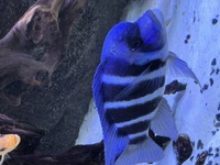 30ish large and XXL Malawi & Frontosa - Bristle Nose Plecs