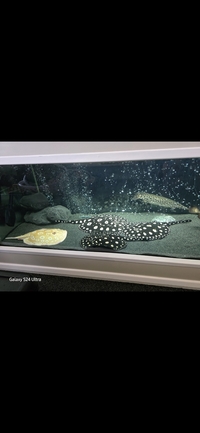 Albino BD Male Stingray for Sale – £600 Open to Sensible Offers