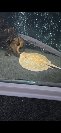 Albino BD Male Stingray for Sale – £600 Open to Sensible Offers
