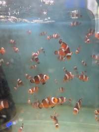 Mocha common clowns