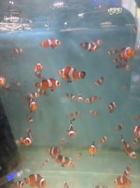 Mocha common clowns