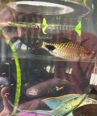 Dawkinsia assimilis Mascara/filament barbs for sale x6.