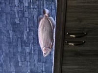 Large arrowanna for sale tropical fish Oscar discus malawi
