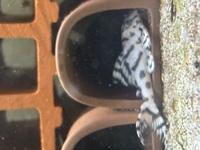 L236sw Pleco.