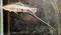 2 Very different Swordtails Available Xiphophorus Montezumae & Red Eye Reds £3