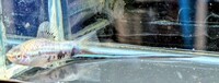 2 Very different Swordtails Available Xiphophorus Montezumae & Red Eye Reds £3