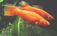 2 Very different Swordtails Available Xiphophorus Montezumae & Red Eye Reds £3