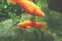 2 Very different Swordtails Available Xiphophorus Montezumae & Red Eye Reds £3