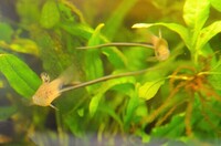 2 Very different Swordtails Available Xiphophorus Montezumae & Red Eye Reds £3