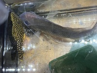 Various South & Central American Cichlids for sale