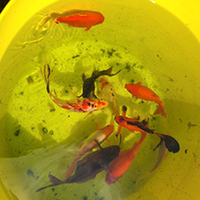 Free Goldfish Wiltshire