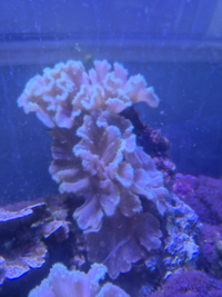 Marine Corals