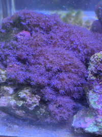 Marine Corals