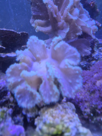Marine Corals