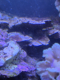 Marine Corals