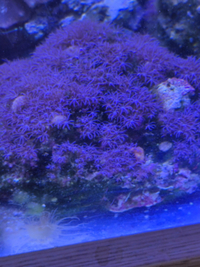 Marine Corals