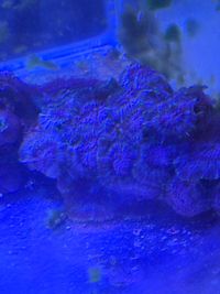 Marine Corals