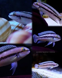 Telmatochromis Vitattus F1 pair for sale