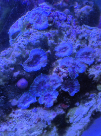 Marine Corals