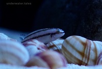 Telmatochromis Vitattus F1 pair for sale