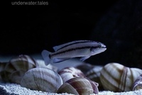 Telmatochromis Vitattus F1 pair for sale