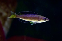 Cyprichromis Microlepidotus Bulu Point F1 group of 11