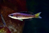 Cyprichromis Microlepidotus Bulu Point F1 group of 11