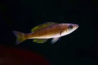 Cyprichromis Microlepidotus Bulu Point F1 group of 11