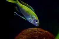 Ophthalmotilapia Ventralis Mikongolo F1 group x 10