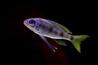 Ophthalmotilapia Ventralis Mikongolo F1 group x 10