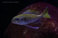 Ophthalmotilapia Ventralis Mikongolo F1 group x 10