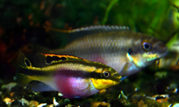 Pair of adult Kribs