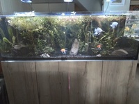 Freshwater tropical fish and plants, free to good home.