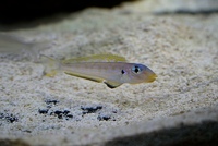 Enantiopus Sp. Kilesa F1 group of 6