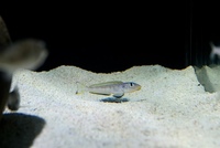 Enantiopus Sp. Kilesa F1 group of 6