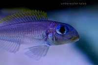 Xenotilapia Flavipinnis Mtotokainda F1 group for sale