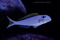 Xenotilapia Flavipinnis Mtotokainda F1 group for sale