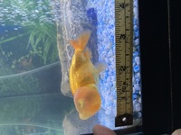 For sale