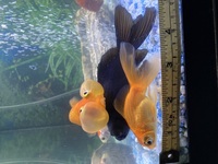 For sale