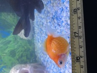 For sale