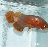 short body albino silver arowana 24 inches