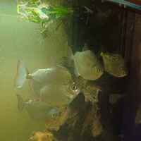 For Sale 4 large Silver dollar