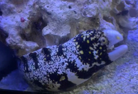 Snowflake Moral Eel 24” Excellent