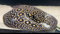 Mini Marble Motoro Male for Sale