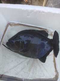 Piranhas