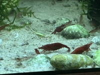 Cherry shrimp