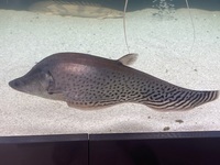 Royal Knife Fish