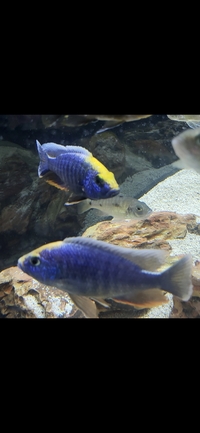 African cichlid Sulpher head hap group for sale