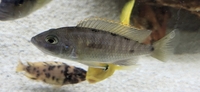 African cichlid Sulpher head hap group for sale