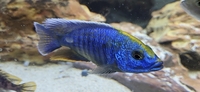 African cichlid Sulpher head hap group for sale